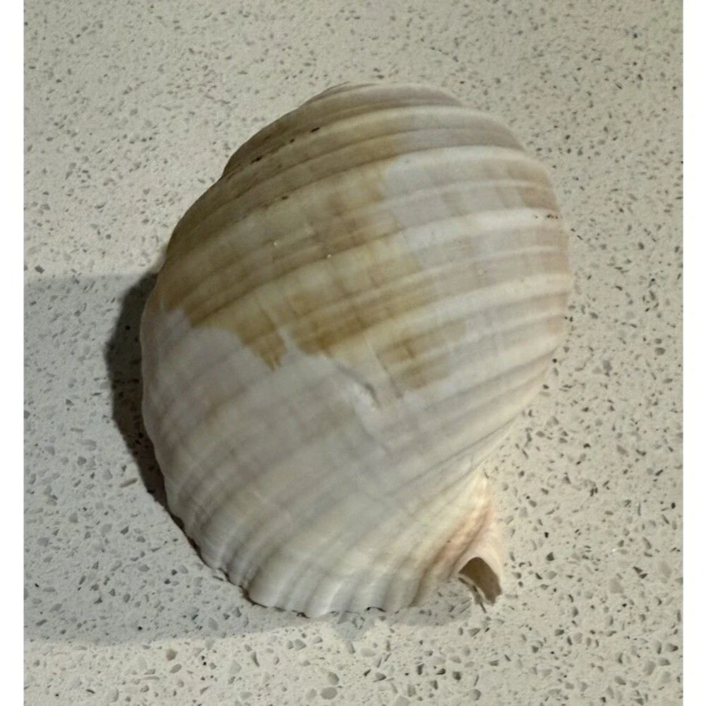 Knobby Starfish & Lightening Whelk Great Condition